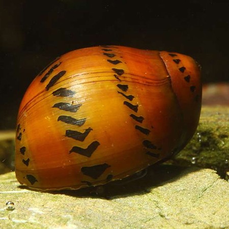 Neritina natalensis  Tijgerslak